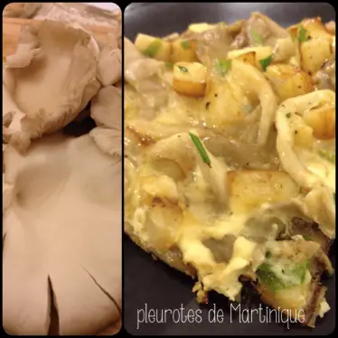 L'omelette aux pleurotes de Martinique