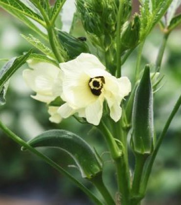 Tout savoir sur le gombo!