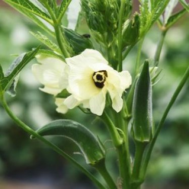 Tout savoir sur le gombo!