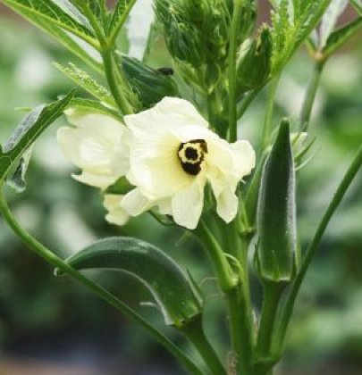 Tout savoir sur le gombo!