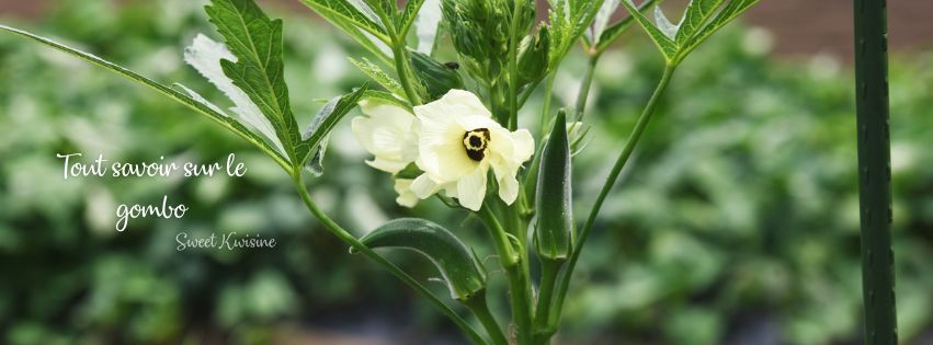 plante gombo sweet kwisine